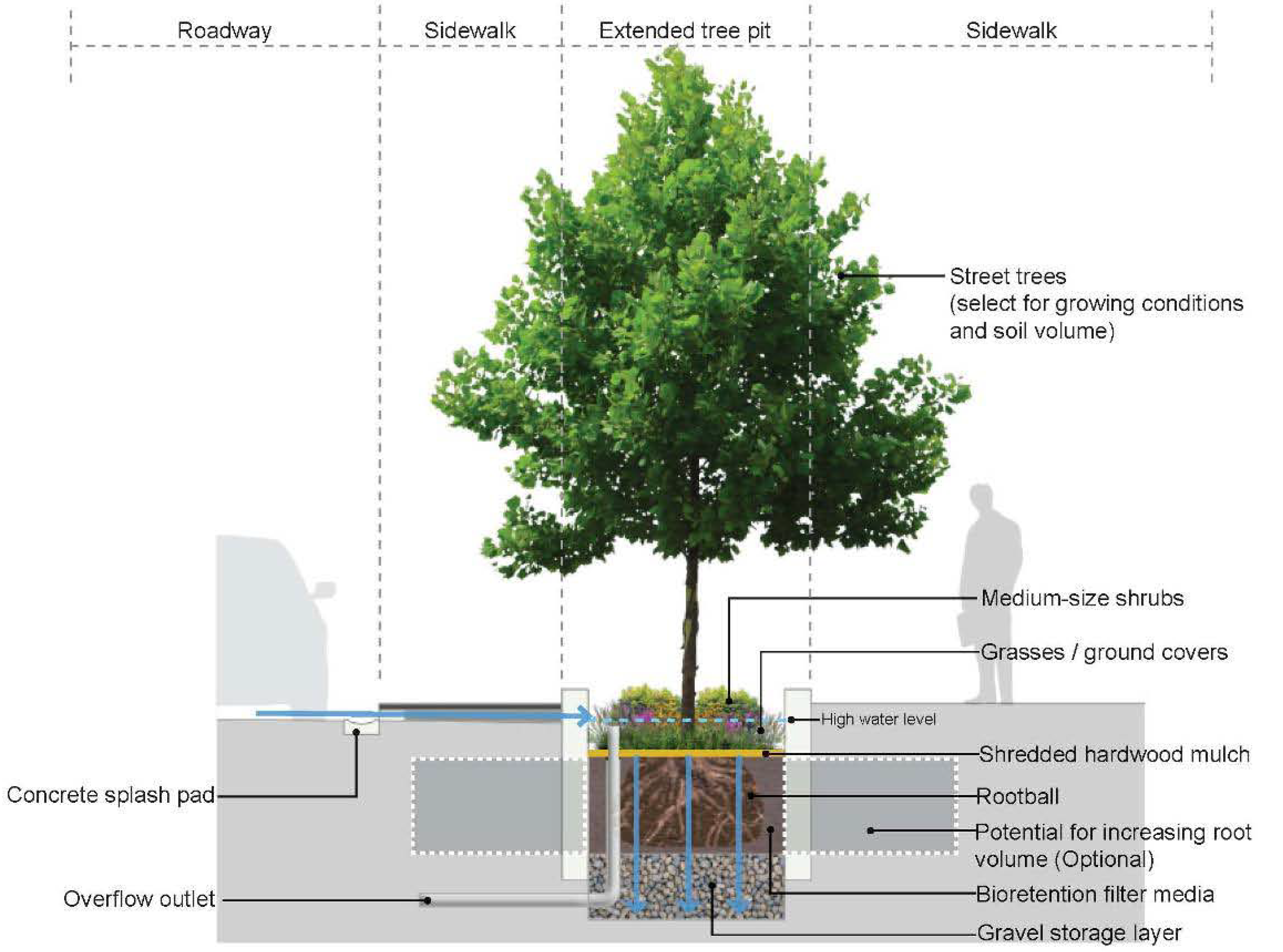Example of Low Impact Development (LID) showing tree